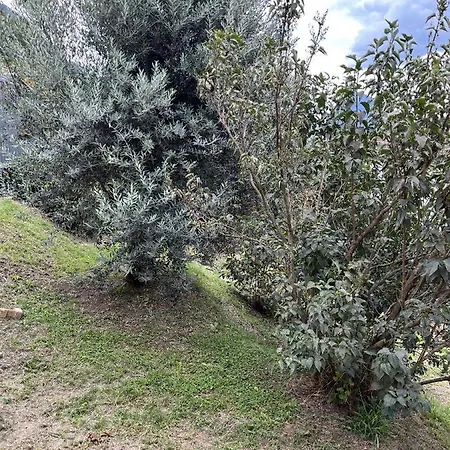 Cloe Panzió Pregassona